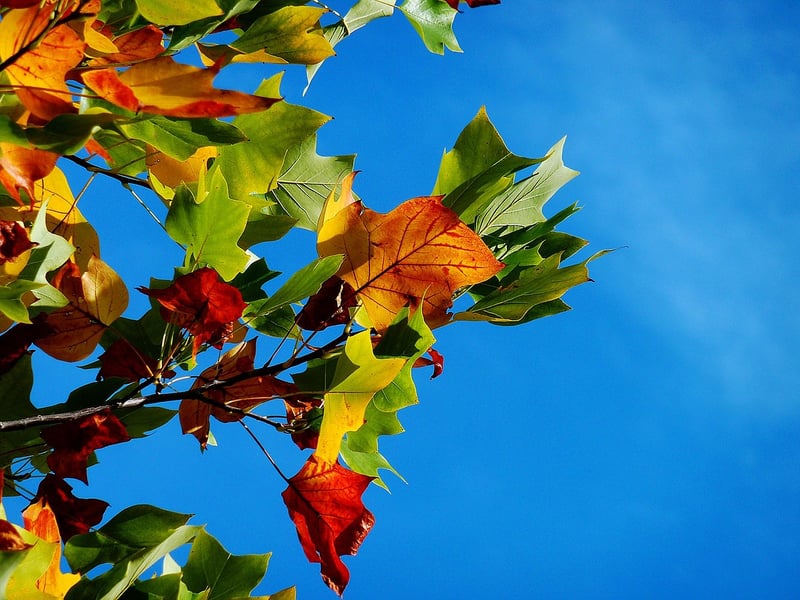 Fall Harvest Feast Wedding